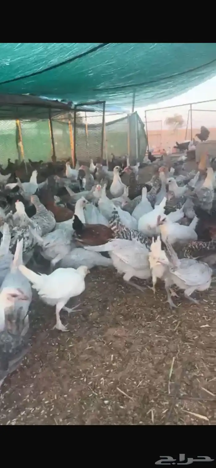 طيور 1