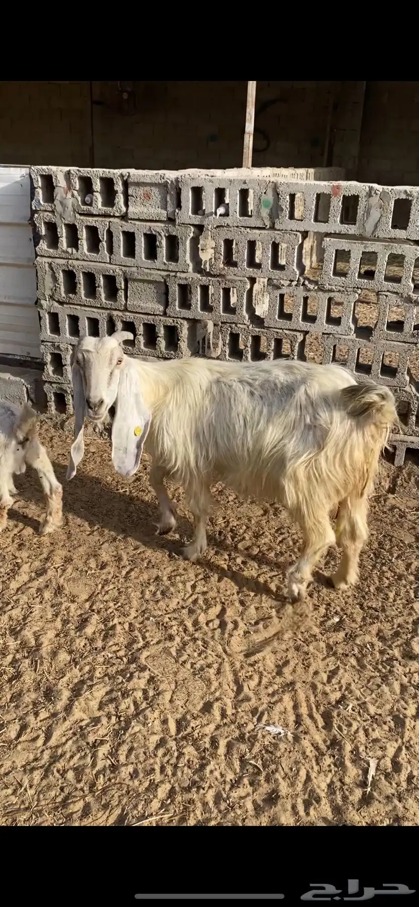 ماعز متابيع 1
