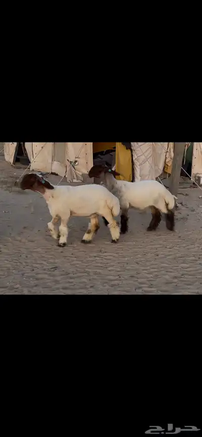 رخال نعيم صنف 3