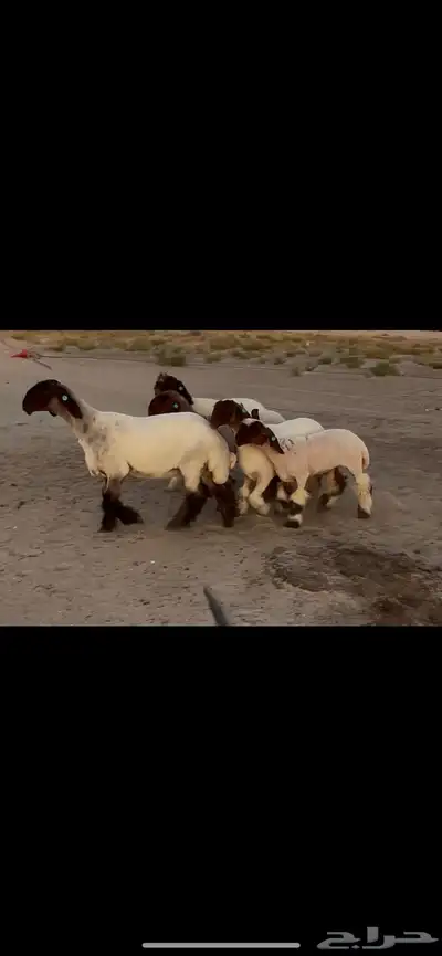رخال نعيم صنف 1