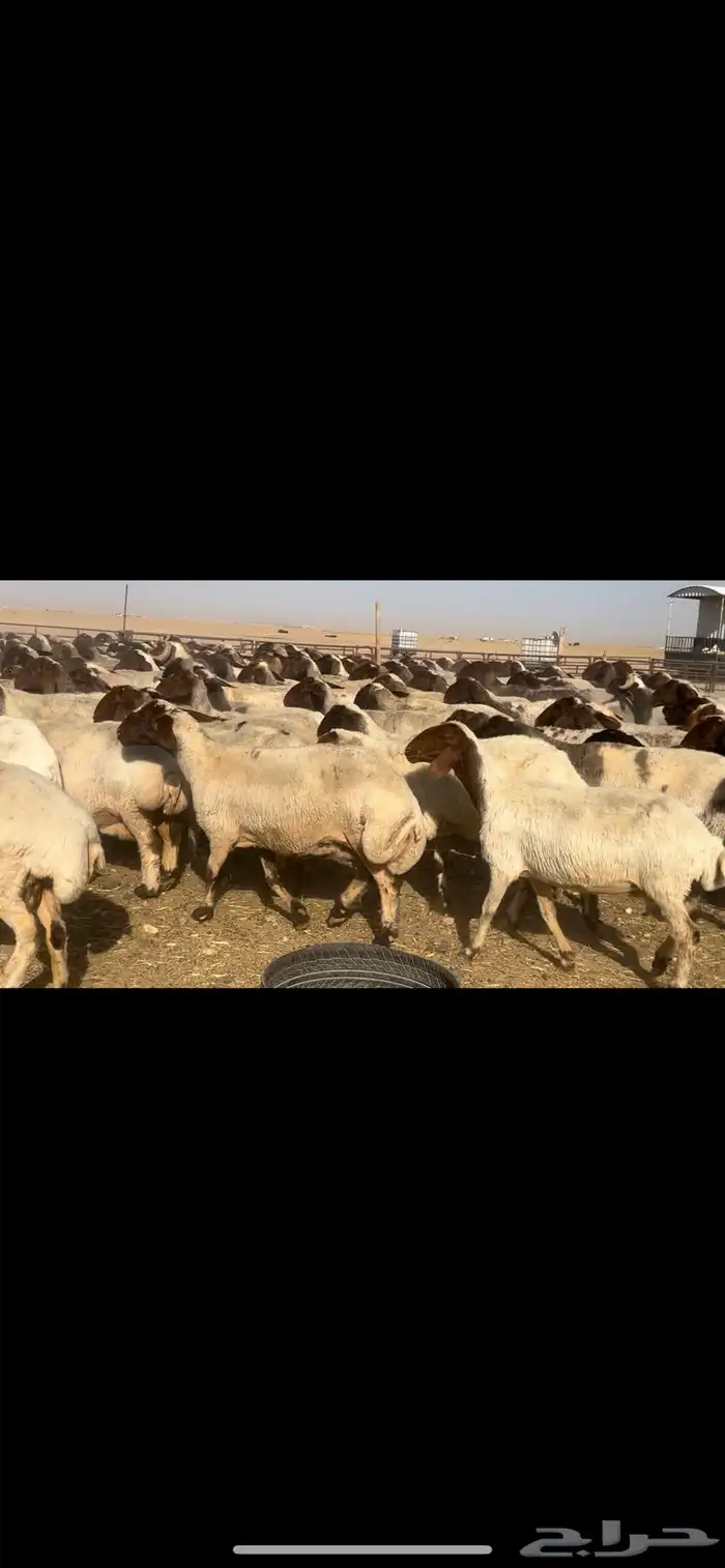 غنم نعيم مراح طيبه للبيع 4