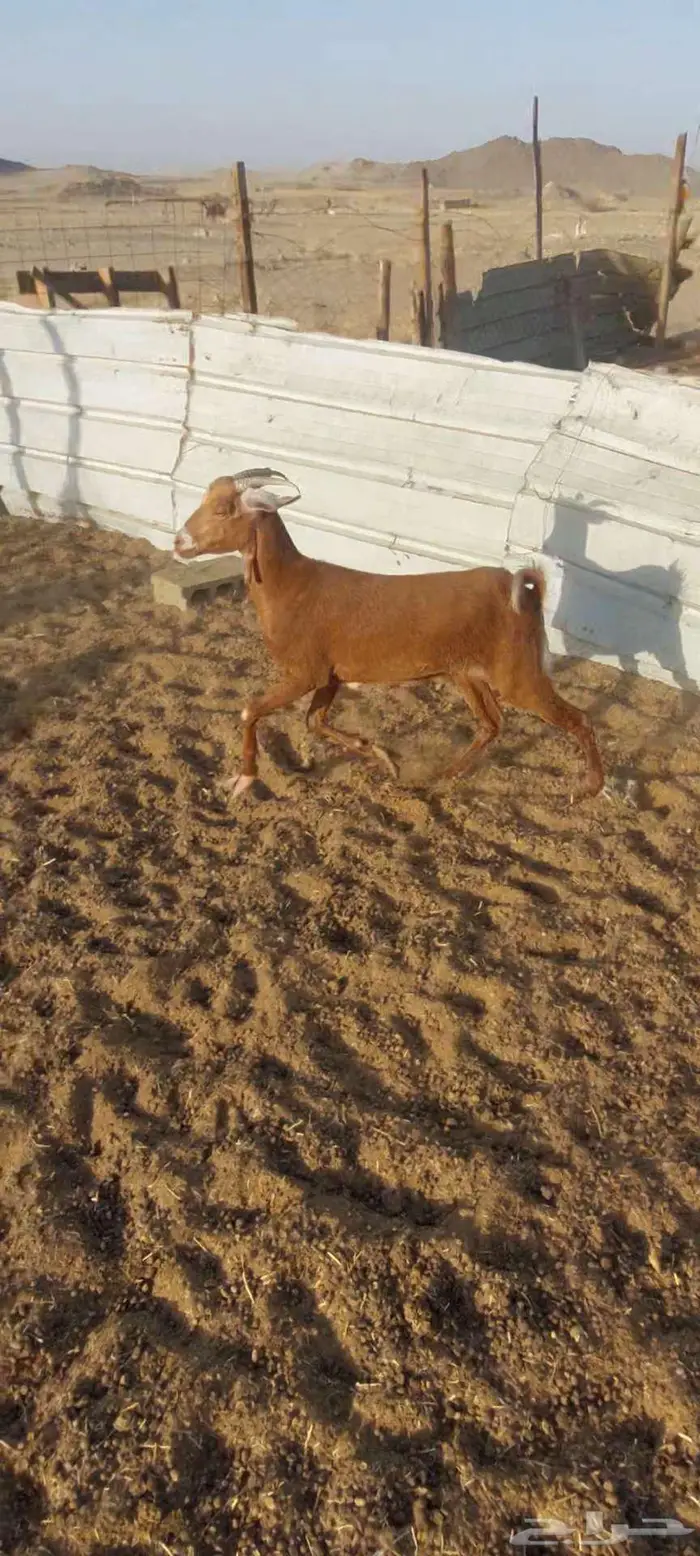 عنز شحم حايل وتيوس سمحه وخلفة 0