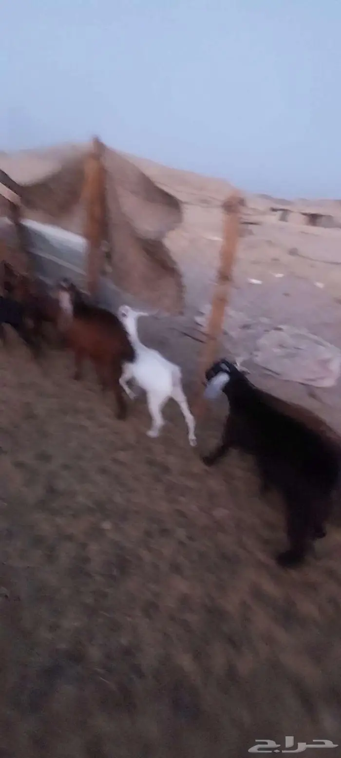 عنز شحم حايل وتيوس سمحه وخلفة 3
