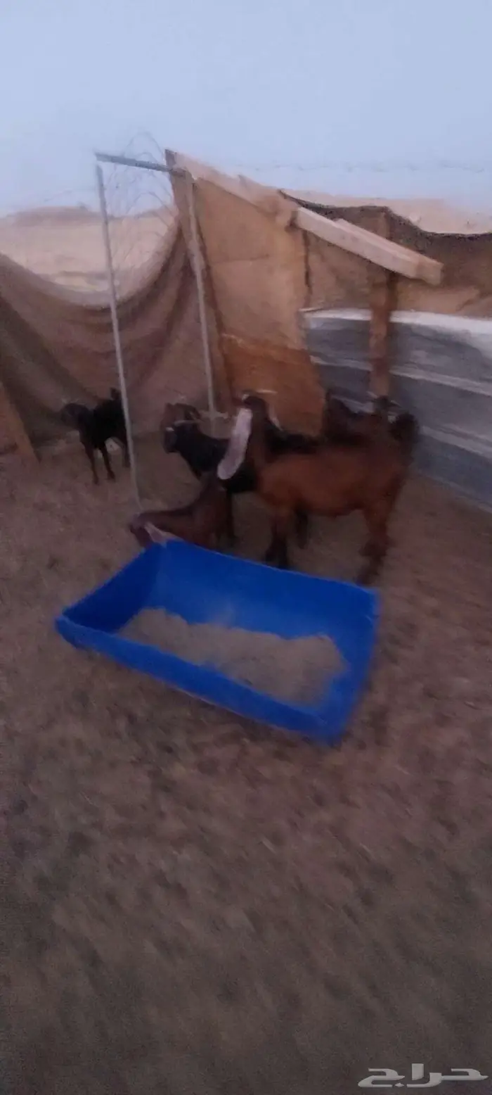 عنز شحم حايل وتيوس سمحه وخلفة 4