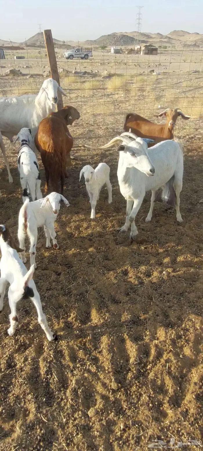 عنز شحم حايل وتيوس سمحه وخلفة 2