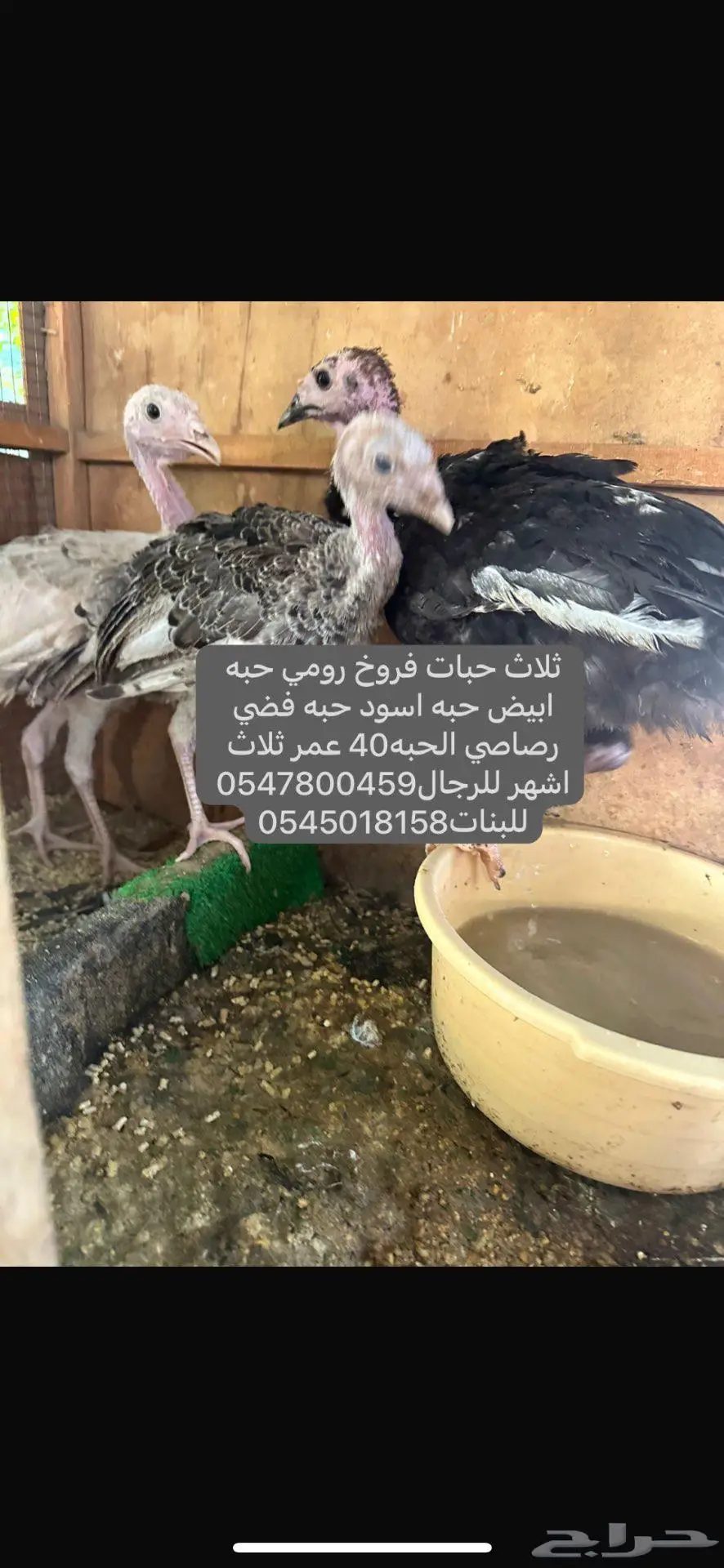 فروخ رومي 0
