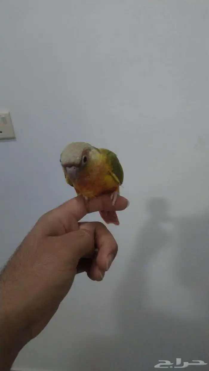 كنيور 1