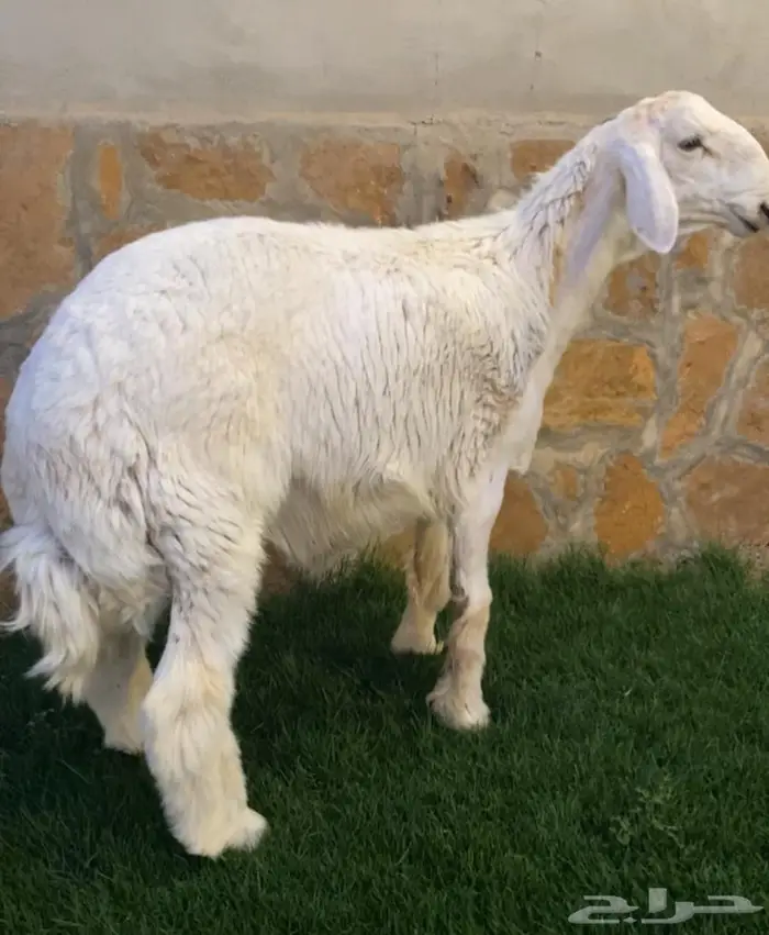 مشروع فحل حري صنف بالمجمعة 1