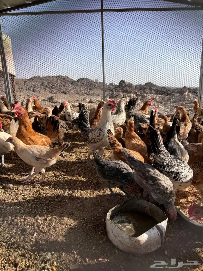 دجاج بلدي عمرشهرين 1