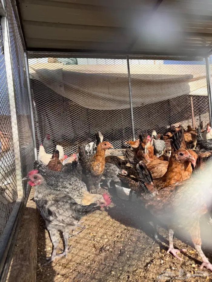 دجاج بلدي عمرشهرين 0