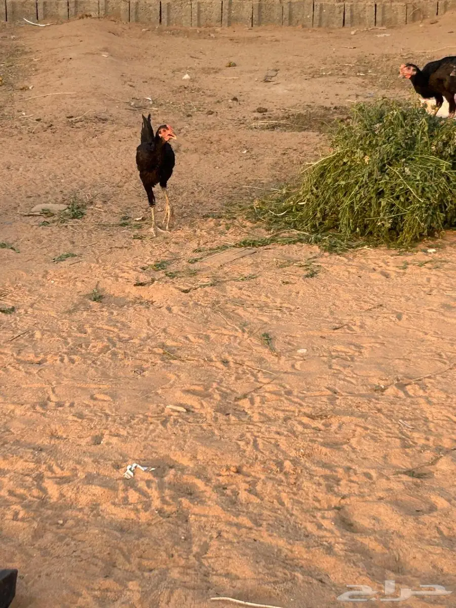 دجاج شامو 5