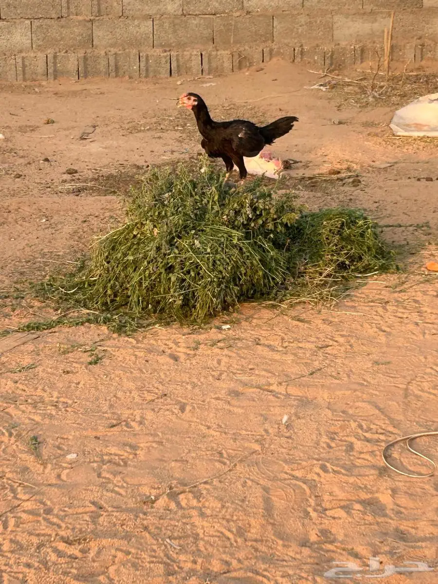 دجاج شامو 6