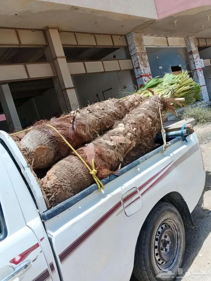 نخل زينه واشنطني في خميس مشيط وابها 1