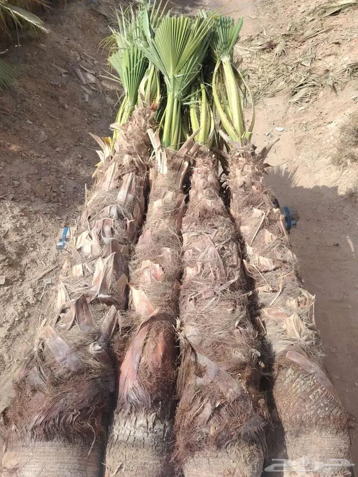 نخل زينه واشنطني في خميس مشيط وابها 2