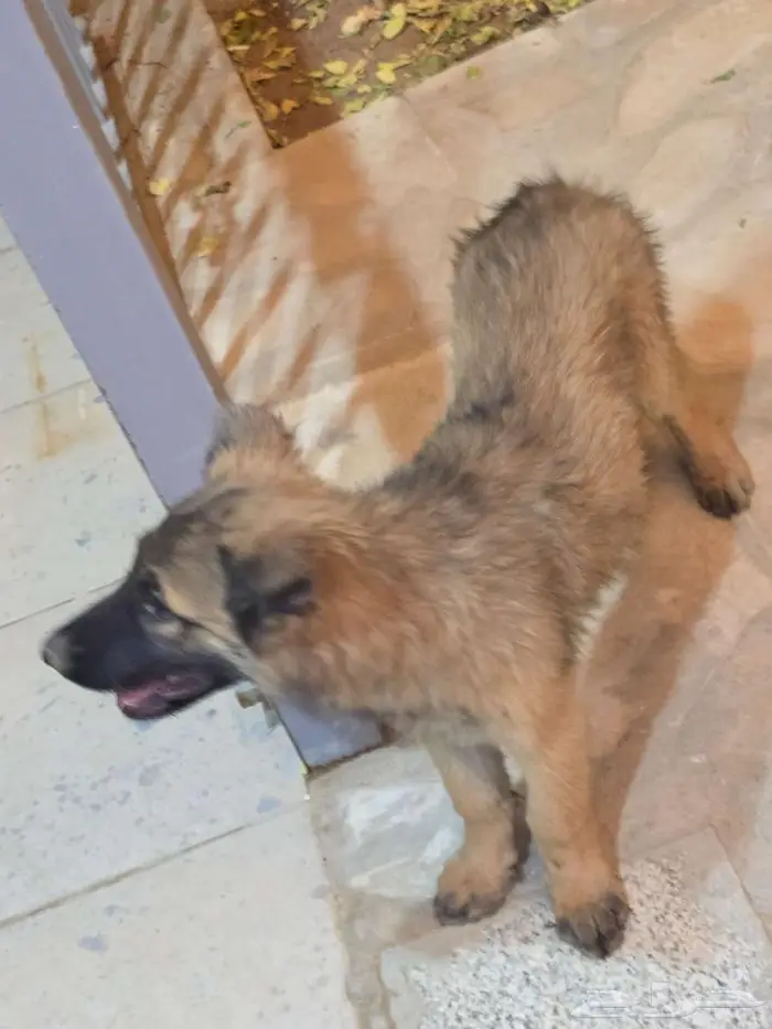 الرياض المزاحمية 8