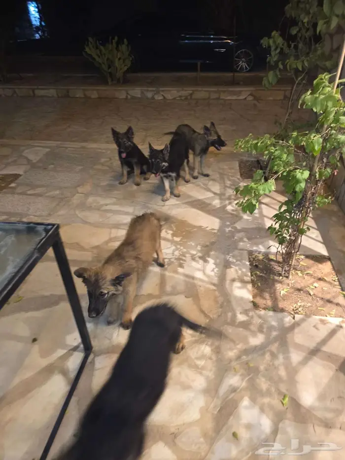 الرياض المزاحمية 4