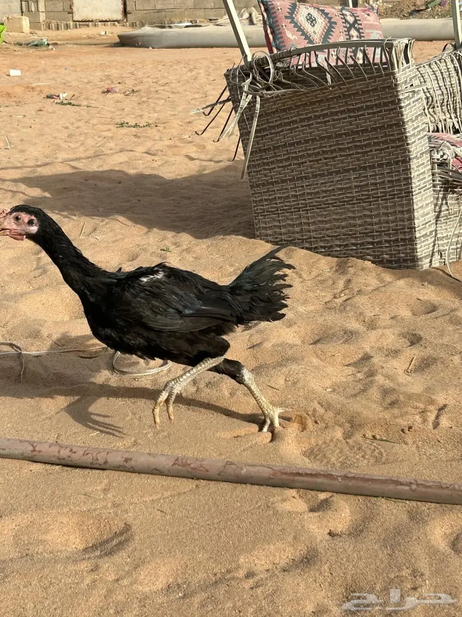دجاج شامو 4