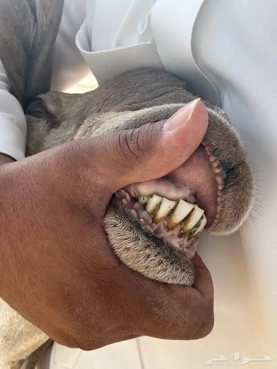 خلفه ساكنيه درمانيه الدوادمي 1