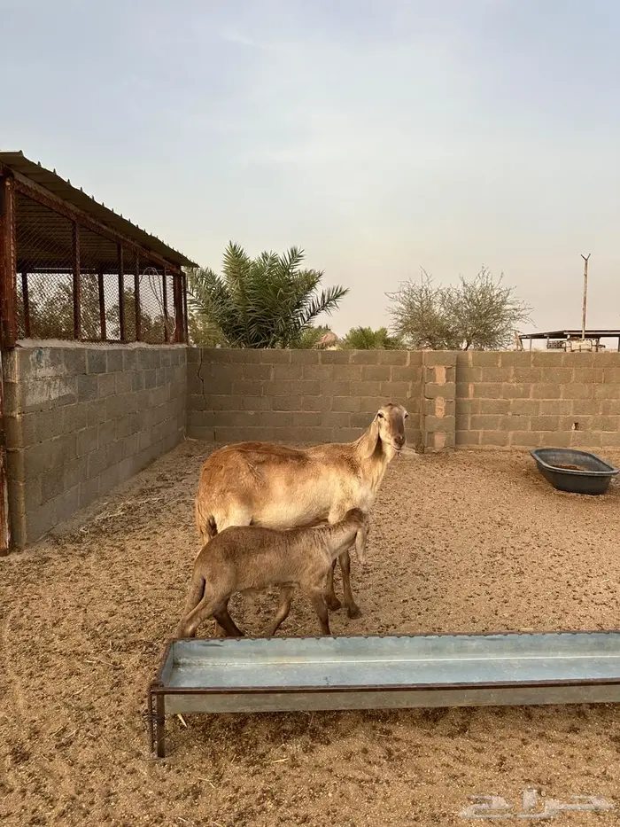 خلفه ساكنيه درمانيه الدوادمي 2