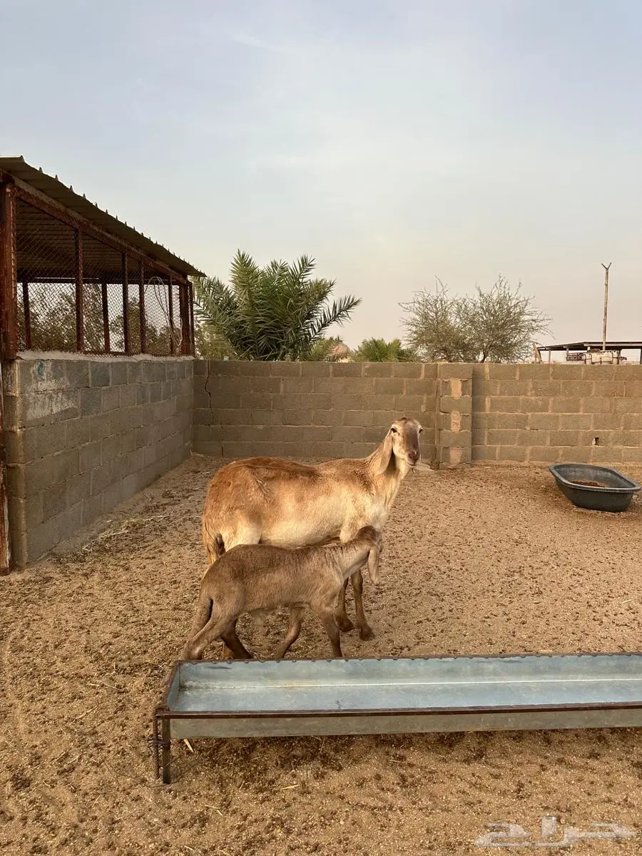 خلفه ساكنيه درمانيه الدوادمي 2