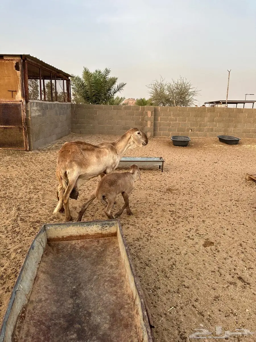 خلفه ساكنيه درمانيه الدوادمي 0