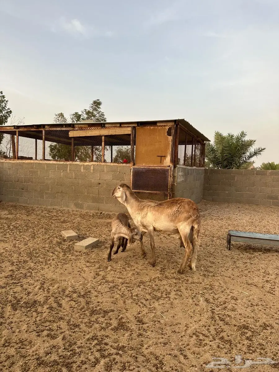 خلفه ساكنيه درمانيه الدوادمي 3