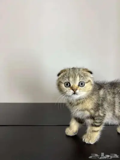 قط ذكر للتزاوج (سكوتش فولد) نوعية ممتازة Scottish Fold 23