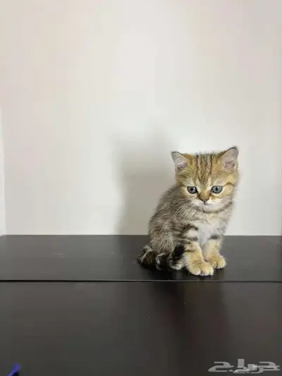 قط ذكر للتزاوج (سكوتش فولد) نوعية ممتازة Scottish Fold 20
