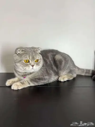 قط ذكر للتزاوج (سكوتش فولد) نوعية ممتازة Scottish Fold 10
