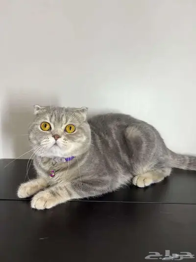 قط ذكر للتزاوج (سكوتش فولد) نوعية ممتازة Scottish Fold 31