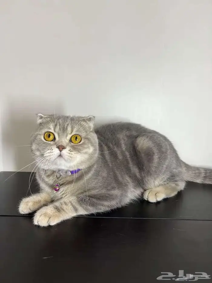 قط ذكر للتزاوج (سكوتش فولد) نوعية ممتازة Scottish Fold 31