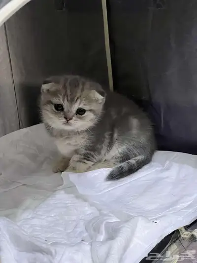 قط ذكر للتزاوج (سكوتش فولد) نوعية ممتازة Scottish Fold 18