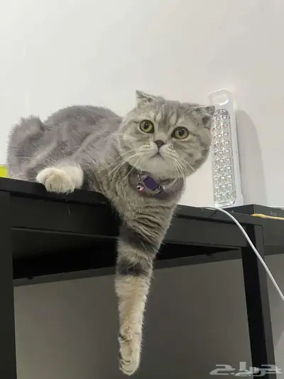 قط ذكر للتزاوج (سكوتش فولد) نوعية ممتازة Scottish Fold 4
