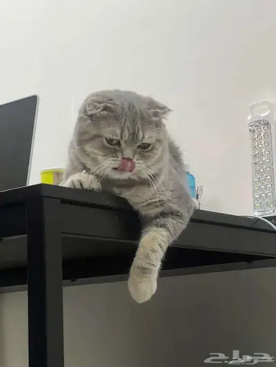 قط ذكر للتزاوج (سكوتش فولد) نوعية ممتازة Scottish Fold 5