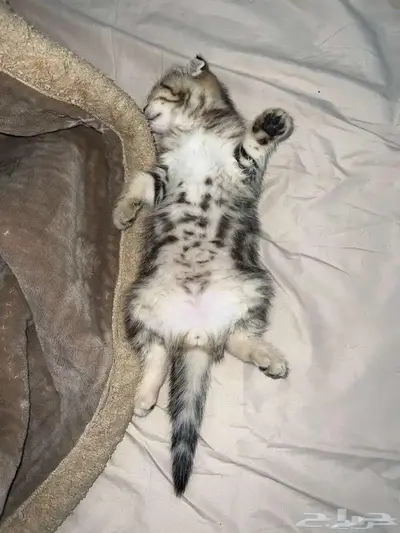 قط ذكر للتزاوج (سكوتش فولد) نوعية ممتازة Scottish Fold 11