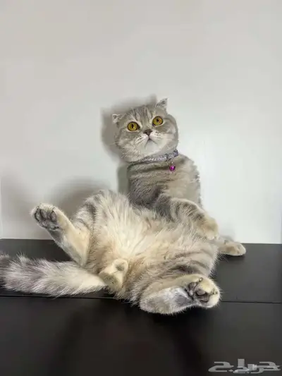 قط ذكر للتزاوج (سكوتش فولد) نوعية ممتازة Scottish Fold 9