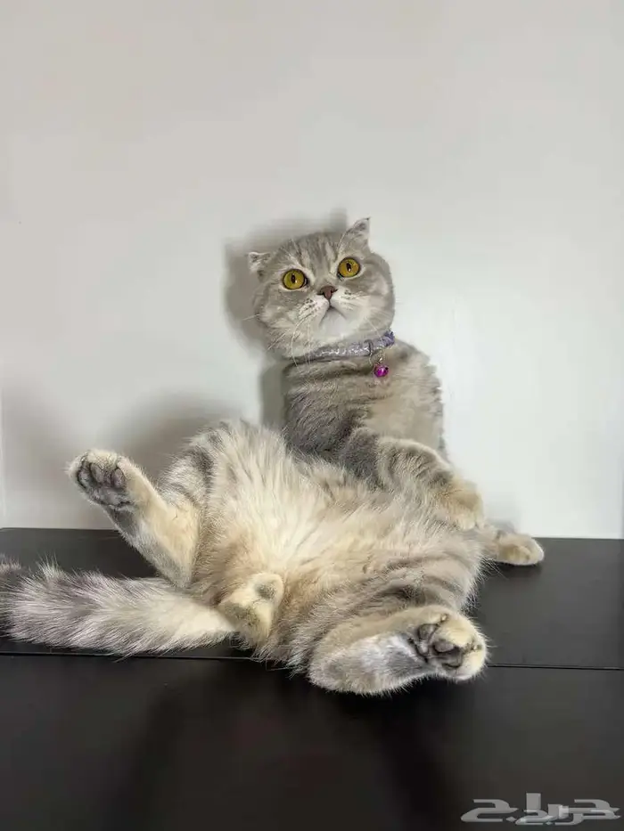 قط ذكر للتزاوج (سكوتش فولد) نوعية ممتازة Scottish Fold 9