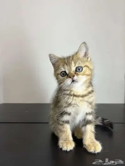 قط ذكر للتزاوج (سكوتش فولد) نوعية ممتازة Scottish Fold 12