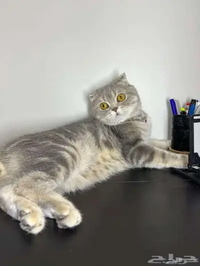 قط ذكر للتزاوج (سكوتش فولد) نوعية ممتازة Scottish Fold 30