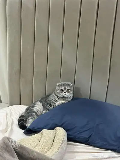 قط ذكر للتزاوج (سكوتش فولد) نوعية ممتازة Scottish Fold 8