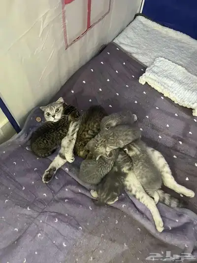 قط ذكر للتزاوج (سكوتش فولد) نوعية ممتازة Scottish Fold 27