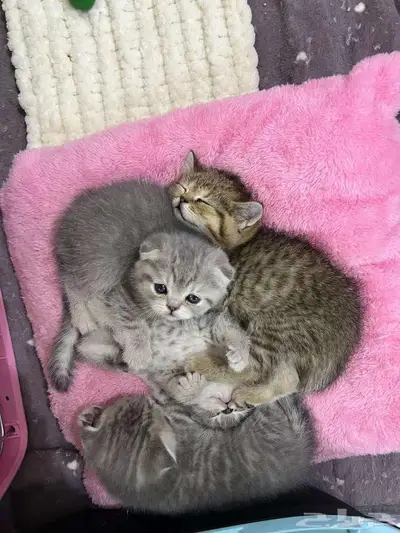 قط ذكر للتزاوج (سكوتش فولد) نوعية ممتازة Scottish Fold 19