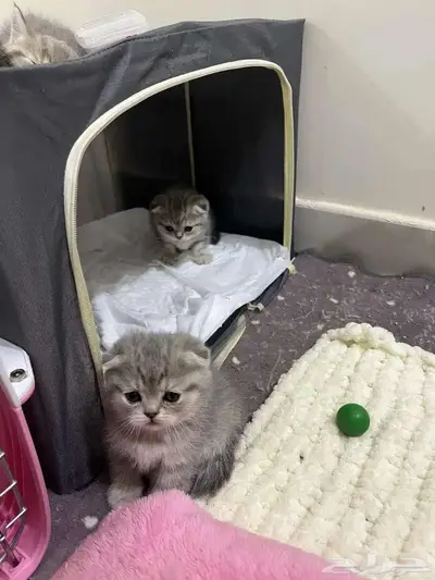 قط ذكر للتزاوج (سكوتش فولد) نوعية ممتازة Scottish Fold 17
