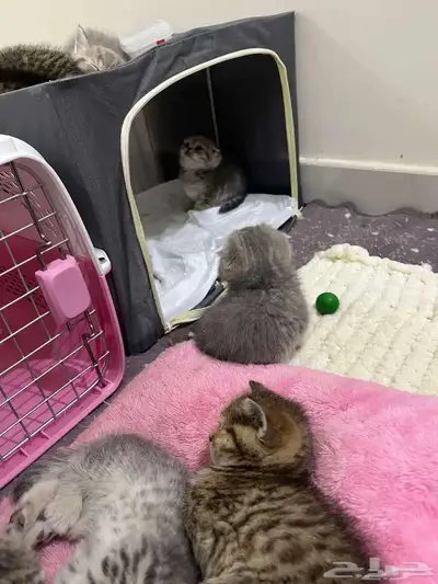 قط ذكر للتزاوج (سكوتش فولد) نوعية ممتازة Scottish Fold 16