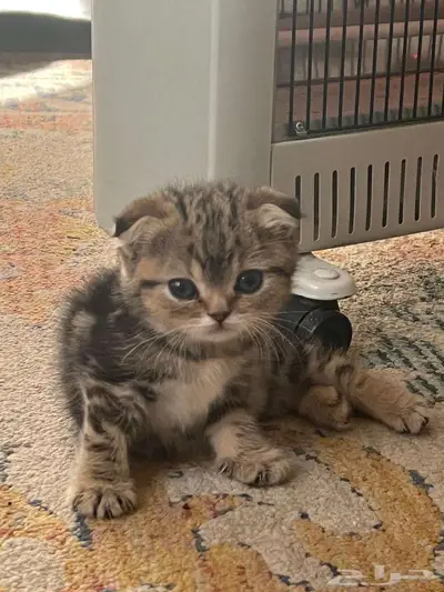 قط ذكر للتزاوج (سكوتش فولد) نوعية ممتازة Scottish Fold 13