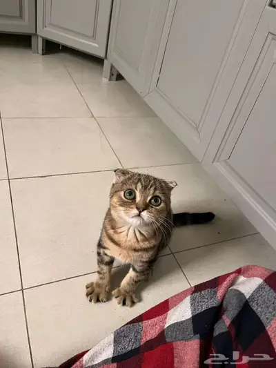 قط ذكر للتزاوج (سكوتش فولد) نوعية ممتازة Scottish Fold 15