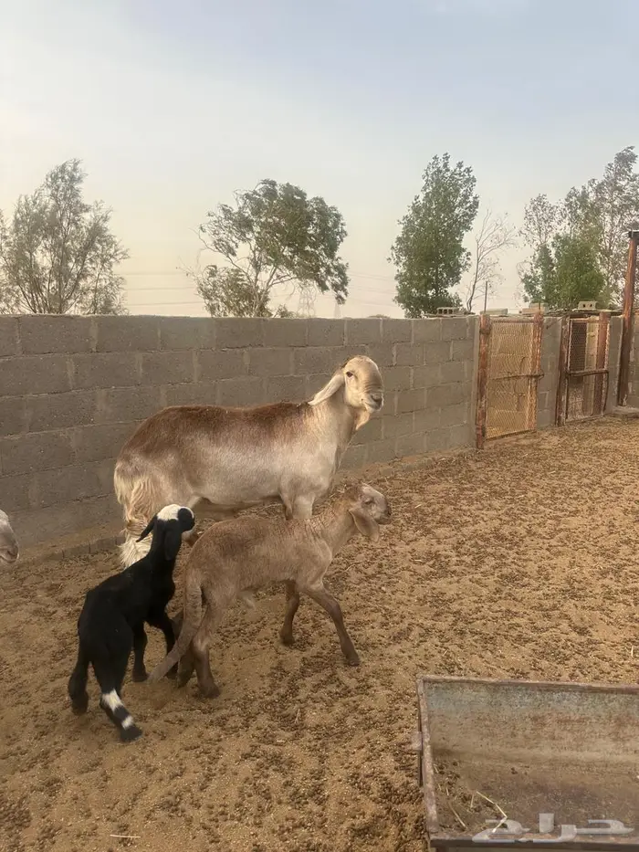 فحل سواكني درماني الدوادمي 5