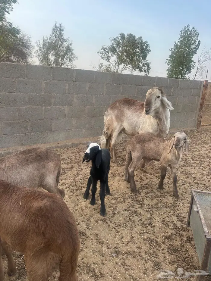 فحل سواكني درماني الدوادمي 3