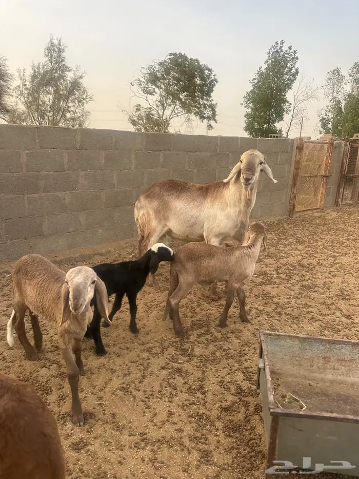فحل سواكني درماني الدوادمي 4