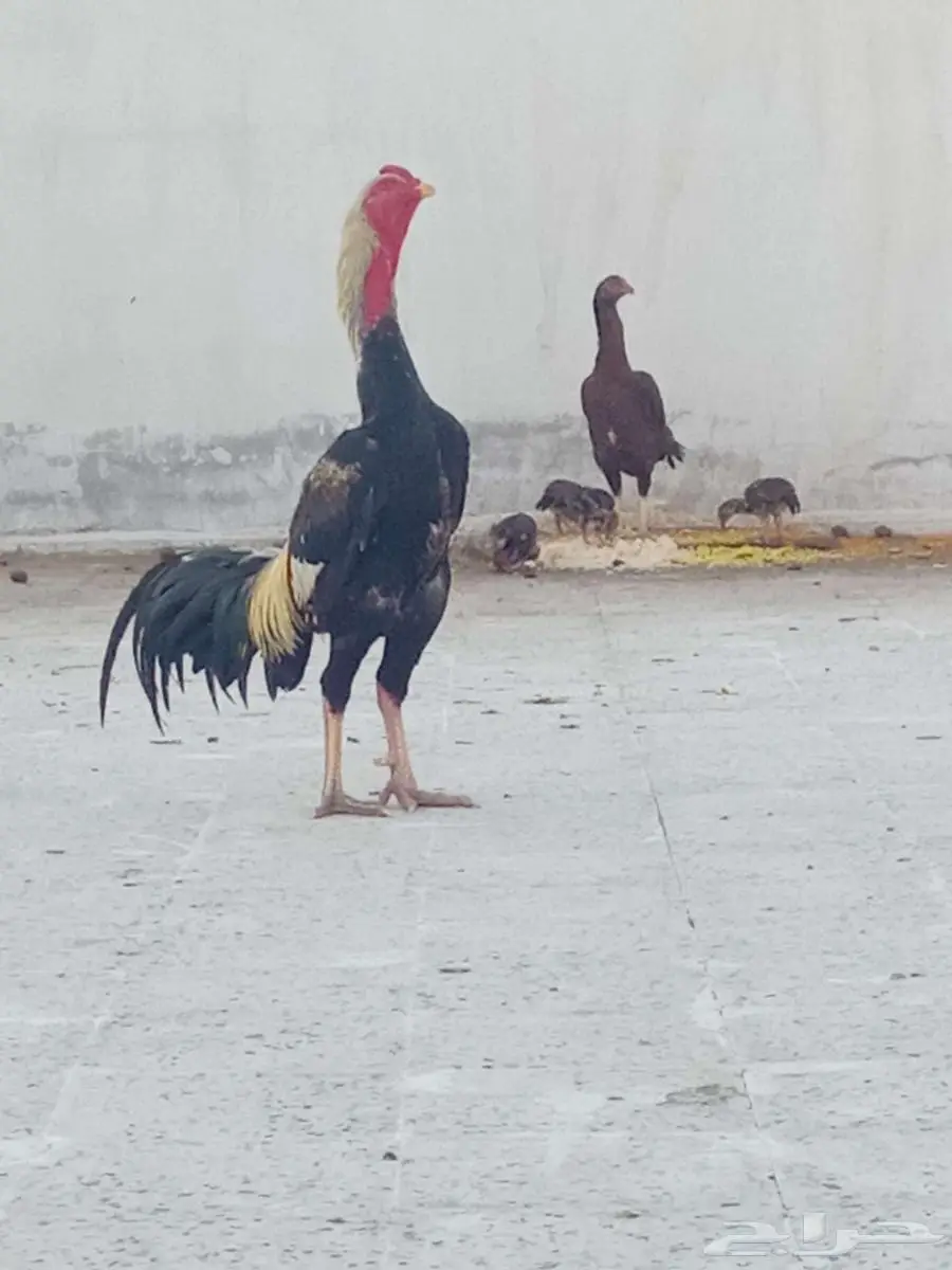 دجاج شامو للبيع 0